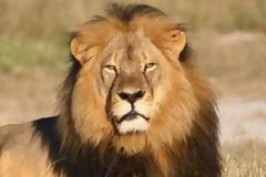 Λιοντάρι σκότωσε ξεναγό στο ίδιο πάρκο που ζούσε ο Σεσίλ...