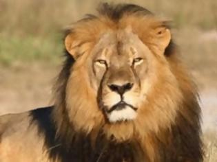 Φωτογραφία για Λιοντάρι σκότωσε ξεναγό στο ίδιο πάρκο που ζούσε ο Σεσίλ...