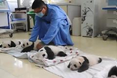 Νεογέννητα πάντα μέσα σε καλάθια κλέβουν την παράσταση