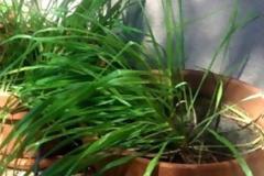 Αυτό το φυτό διώχνει τα κουνούπια