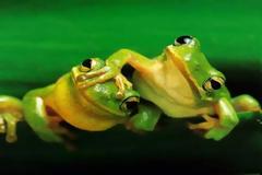 Τα βατράχια κινδυνεύουν να εξαφανιστούν