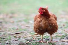 Απίστευτο περιστατικό σε χωριό της Ξάνθης: Άρπαξε την ξένη κότα και την…