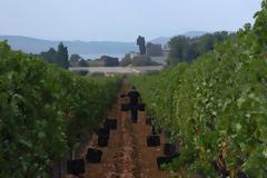 6988 - Άρχισε η συγκομιδή των σταφυλιών στο Χιλιανδάρι (φωτογραφίες)