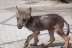 Μεγαλώνει το μικρό λυκάκι που βρέθηκε ορφανό στο Καβαλάρι Θεσσαλονίκης