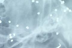 Η ακτινογραφία της γάτας άφησε άφωνο τον κτηνίατρο – Οι εξετάσεις έδειξαν τι είχε προηγηθεί λίγα λεπτά νωρίτερα [photo]