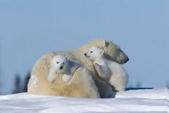 Η κλιματική αλλαγή απειλεί τις πολικές αρκούδες