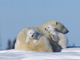 Φωτογραφία για Η κλιματική αλλαγή απειλεί τις πολικές αρκούδες