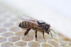 Intel chips για τη διάσωση των μελισσών