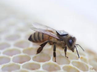 Φωτογραφία για Intel chips για τη διάσωση των μελισσών