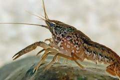 ΑΠΙΣΤΕΥΤΟ: Γενετικό ατύχημα δημιούργησε νέο είδος χωρίς αρσενικά!