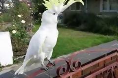 ΤΡΕΛΟ ΓΕΛΙΟ: Παπαγάλος στην Αυστραλία τραγουδάει… «Σαν πας στην Καλαμάτα» [video]