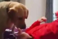 Σκύλος σώζει την ιδιοκτήτριά του από επιληπτική κρίση [video]