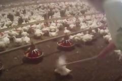 Δείτε το βίντεο - φρίκη που έκανε τα McDonald's να αλλάξουν προμηθευτή κοτόπουλων