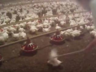 Φωτογραφία για Δείτε το βίντεο - φρίκη που έκανε τα McDonald's να αλλάξουν προμηθευτή κοτόπουλων