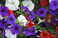 Το «εσωτερικό ρολόι» των φυτών