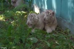 Οι μικρές λευκές τίγρεις της Λιθουανίας