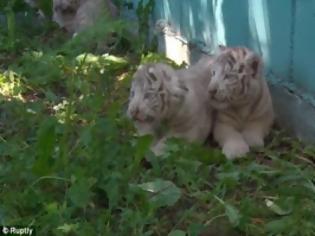 Φωτογραφία για Οι μικρές λευκές τίγρεις της Λιθουανίας