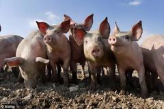 Πώς συνδέεται η εκτροφή χοίρων με… την όσφρησή μας