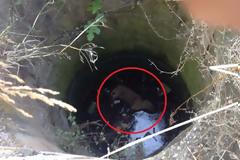 Δύο σκυλιά νεκρά σε πηγάδι στη Νέα Κίο Αργολίδας