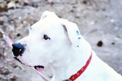 Ντάν - τε... Βοηθήστε να βρεθεί το καλύτερο σπίτι