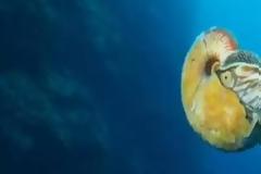 Το πιο σπάνιο πλάσμα του κόσμου εθεάθη ξανά [video]