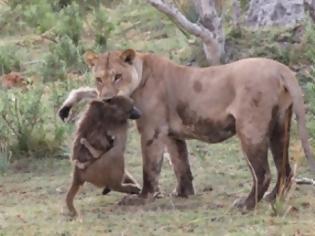 Φωτογραφία για Θηλυκό λιοντάρι σκοτώνει μπαμπουίνο κι ανακαλύπτει το μωρό του  - Το τι ακολούθησε στη συνέχεια είναι απίστευτο [photos]