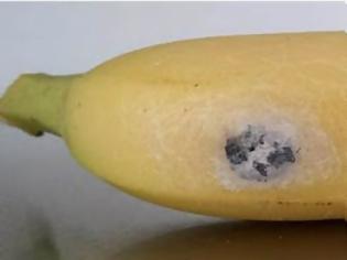 Φωτογραφία για ΑΠΙΣΤΕΥΤΟ: Δεν θα πιστέψετε τι μπορεί να… βγει μέσα από μια μπανάνα [video]