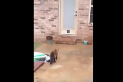 Προσπάθησε να φτιάξει μια πόρτα για τη γάτα του - Δείτε όμως τι έκανε... [video]