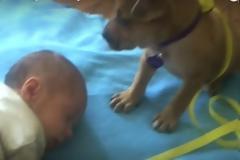 Ένας νυσταγμένος τετράποδος… φύλακας άγγελος που θα σας ξετρελάνει [video]