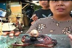 ΑΠΙΣΤΕΥΤΟ: Βρέθηκε χταπόδι με κεφάλι ανθρώπου [video]