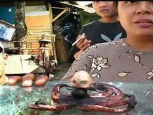 Φωτογραφία για ΑΠΙΣΤΕΥΤΟ: Βρέθηκε χταπόδι με κεφάλι ανθρώπου [video]