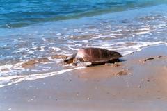 Γιάτρεψαν και θ’ απελευθερώσουν την καρέττα που δάγκωσαν σκυλιά στην Κυλλήνη