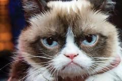 H ‘Grumpy Cat’ είναι το πρώτο ζώο που αποκτά ομοίωμα στο μουσείο της Μαντάμ Τισό [video]