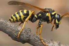 Πατέρας 4 παιδιών πέθανε από τσίμπημα σφήκας