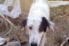 Κουταβίτσα 9 μηνών πρέπει να βρει άμεσα φιλόξενο σπιτάκι