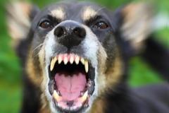 Με τον που τον είδε ο σκύλος, γάβγιζε ασταμάτητα - Τελικά, κάτι ήξερε…