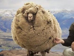 Φωτογραφία για Αυτό το πρόβατο κρύβονταν σε μια σπηλιά επί 6 χρόνια για να αποφύγει το κούρεμα - Στο τέλος όμως το έπιασαν και τότε... [photos]
