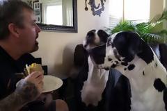 Αυτός ο μεγάλος Δανός θέλει μια μπουκιά από το σάντουιτς - Δείτε τι κάνει... [video]