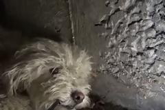 ΑΠΙΣΤΕΥΤΟ: Προστάτευε την αδερφούλα του με κάθε κόστος, όταν άρχισαν να τους πλησιάζουν.-Τότε όμως… [video]