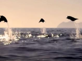 Φωτογραφία για Ιπτάμενα σαλάχια … Και όμως υπάρχει ένα είδος και είναι από τα πιο μαγευτικά θεάματα [video]