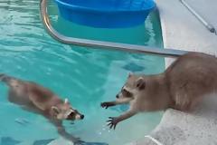 Αυτό το ρακούν θέλει απεγνωσμένα να βγει ο αδερφός του από την πισίνα... [video]