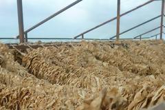 Χρυσάφι ο καπνός της Θράκης – Εξαιρετική η φετινή παραγωγή