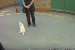 ΤΕΛΕΙΟ: Η αντίδραση ενός κλεμμένου σκύλου όταν επιστρέφεται στην ιδιοκτήτρια του... [video]