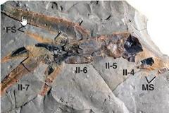 Ανακαλύφθηκε γιγάντιος θαλάσσιος σκορπιός με μήκος πάνω από ενάμισι μέτρο...