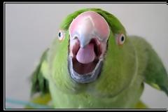 Παπαγάλος: Πώς τα καταφέρνει και μιλάει;