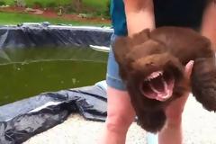 Σκύλος τρελαίνεται με τον φυσητήρα φύλλων και κάνει σαν λυσσασμένος [video]