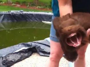 Φωτογραφία για Σκύλος τρελαίνεται με τον φυσητήρα φύλλων και κάνει σαν λυσσασμένος [video]