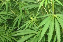 Δια νόμου η παραγωγή και εμπορία βιομηχανικής κάνναβης