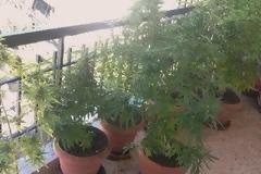 Τον πρόδωσαν οι γλάστρες στο μπαλκόνι και έπεσε στα χέρια της Αστυνομίας