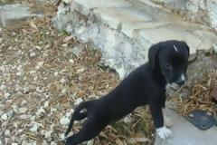 Πάτρα: Ποιος θα υιοθετήσει ένα από τα έξι κουτάβια;